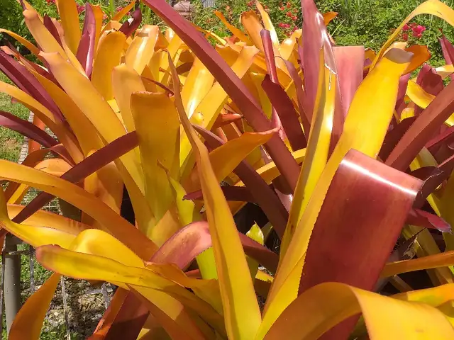 plants, Petit Valley, Diego Martin