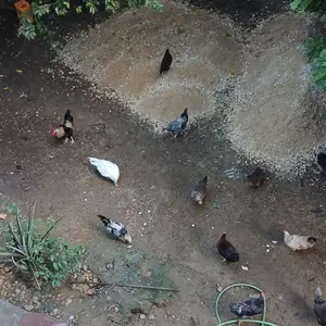 12 common fowls, Arima