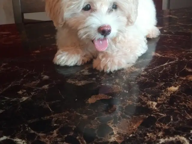 Maltipoo pups,, Point Fortin