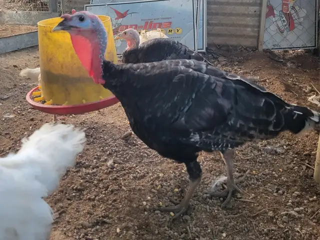 Young male turkey, San Juan