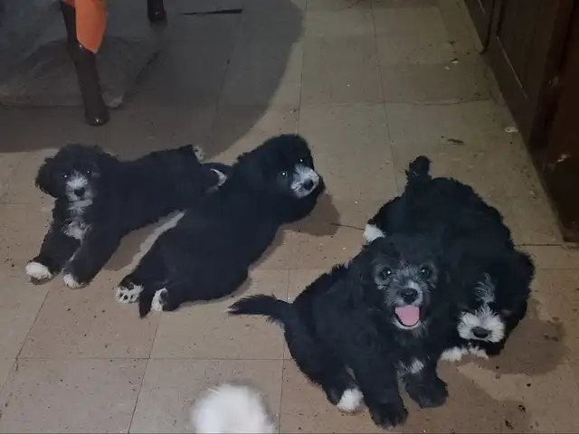 Maltipoo puppies, Arima