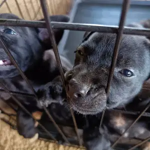 Dutch Shepard + Pitbull Mix, Kelly Village