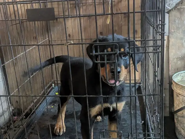 Female Rottweiler Pup, Chase Village