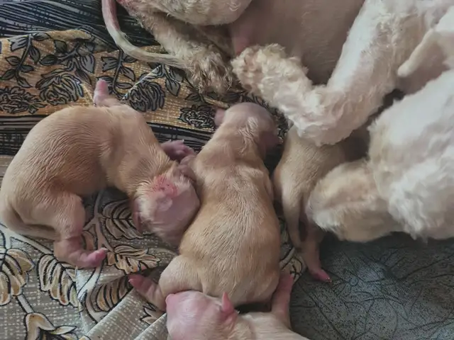 Just Born. Healthy Maltipoo Puppies, Taking Deposits, Couva