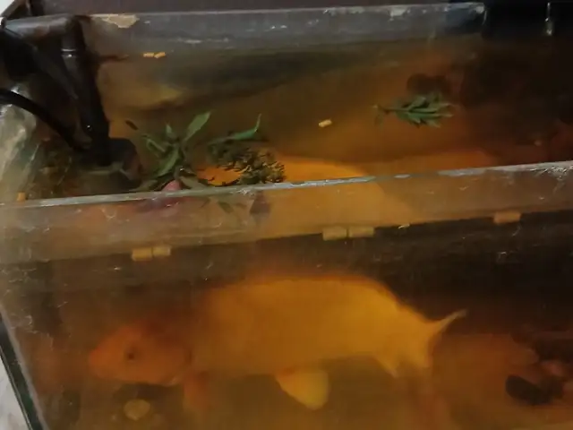 Koi Fish, Gasparillo