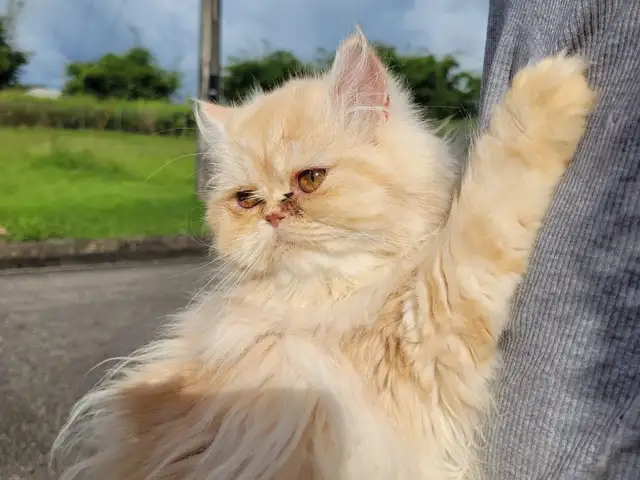 Persian kitten, Arima