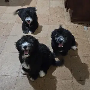 Maltipoo puppies, Arima
