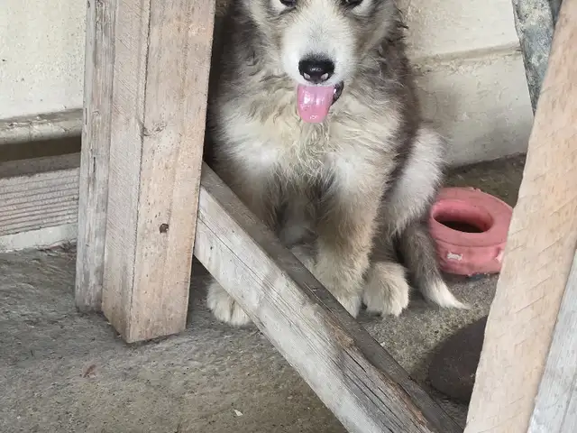 Husky Male, Charlieville