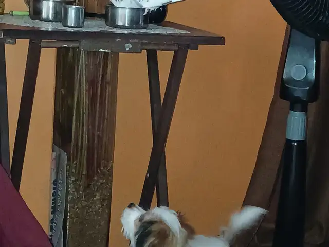 Mixed Maltipoo, Brazil