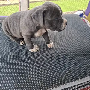 male bully/pit, Arouca