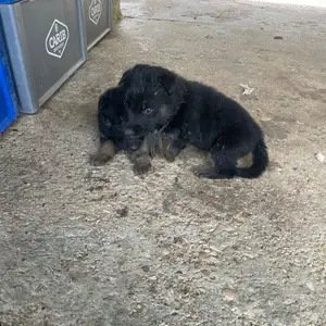 Pure bred German Shepherd, Sangre Grande