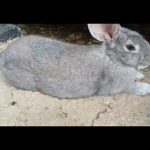 Rabbits, Arima