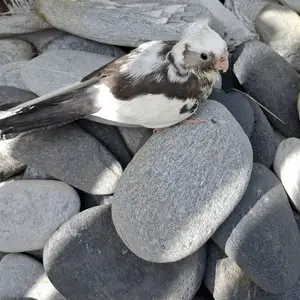 Hand Tamed Cockatiels, D'abadie