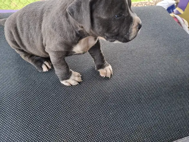 male bully/pit, Arouca