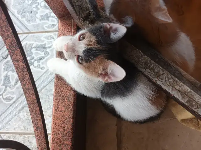 Loveable kittens for adoption, Chaguanas