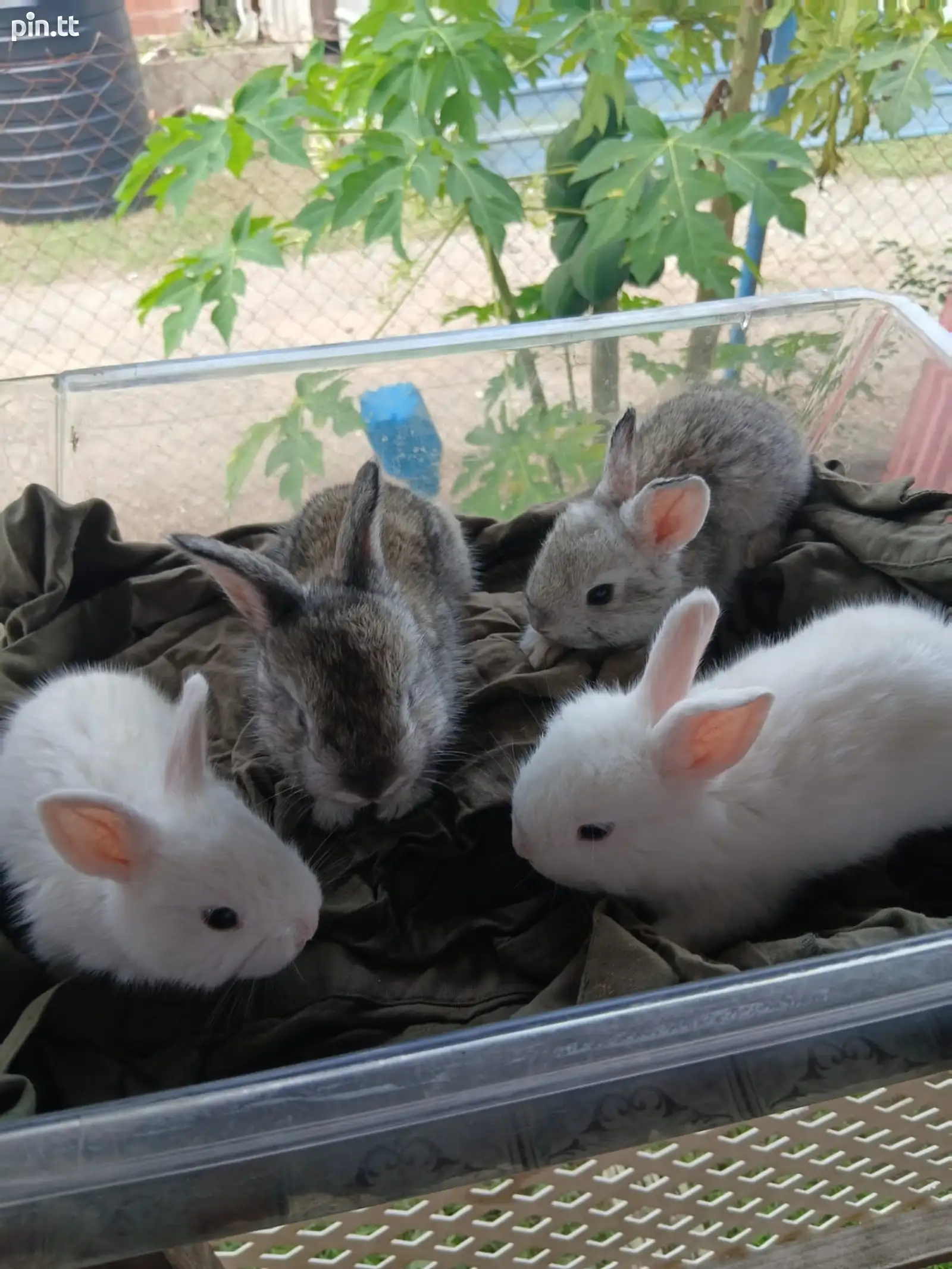 Angora Rabbbit Baby angora rabbit TT$350 №652736 in South West - Dogs - sell, buy, ads ...