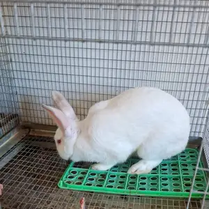 BIG RABBITS both male & female availabile some females are also pregnant, San Fernando