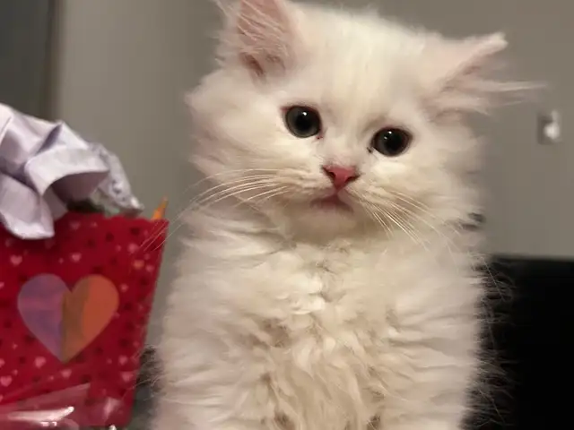 Male Persian x ragdoll, Diamond Vale
