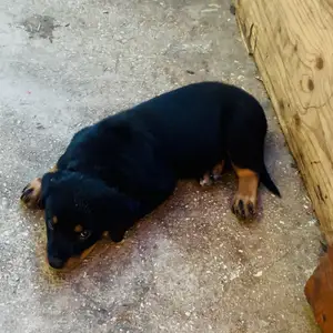 One female remaining pure breed Rottweiler vaccine received, Williamsville