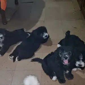 Maltipoo puppies, Arima