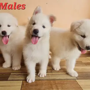 White Shepherd Pups, Charlieville