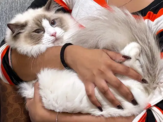 Purebred Ragdoll, Chase Village
