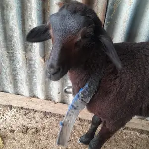 Young Female sheep, Princes Town