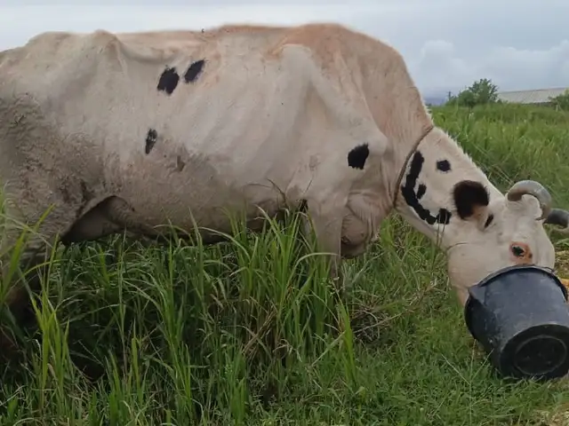 Cow and calf, Cunupia