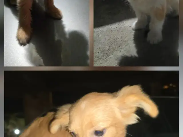 6 month old maltipoo mixed puppies, Gulf View