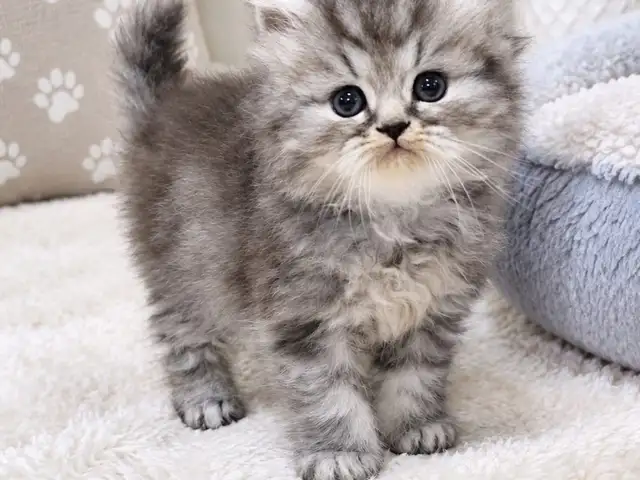 Purebred Persians, Princes Town