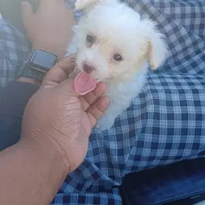 Maltipoo mix, Trincity