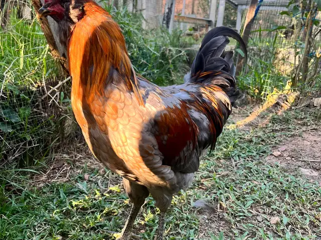 Hybrid roosters, D'abadie