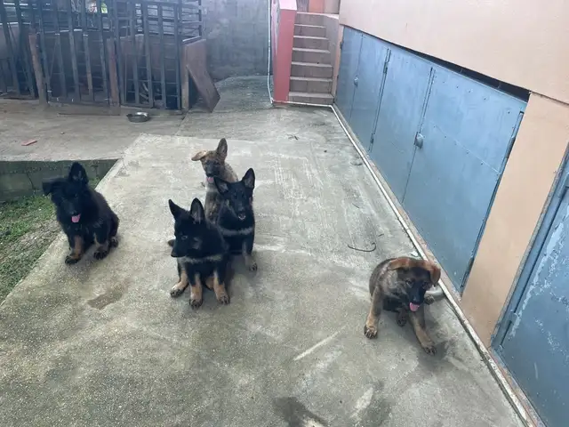 German Shepherd Pups, Cocoyea
