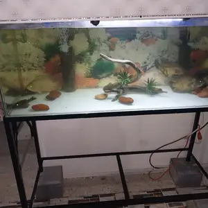 fish, Carapichaima
