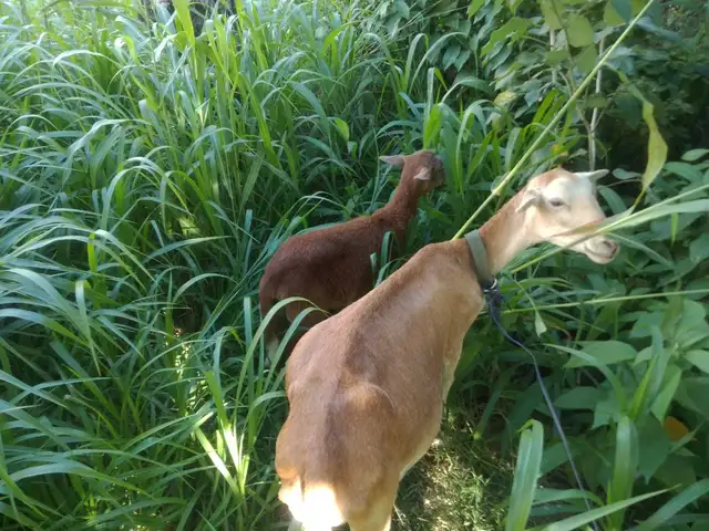 Female goat an baby goat, Chaguanas
