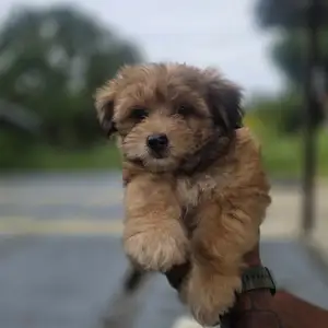 YORKIEPOO, Arima