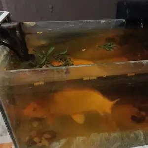 Koi Fish, Gasparillo