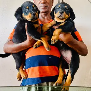 2 Female puppies, Williamsville