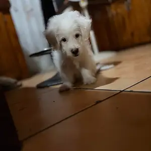 Maltipoo, Arouca