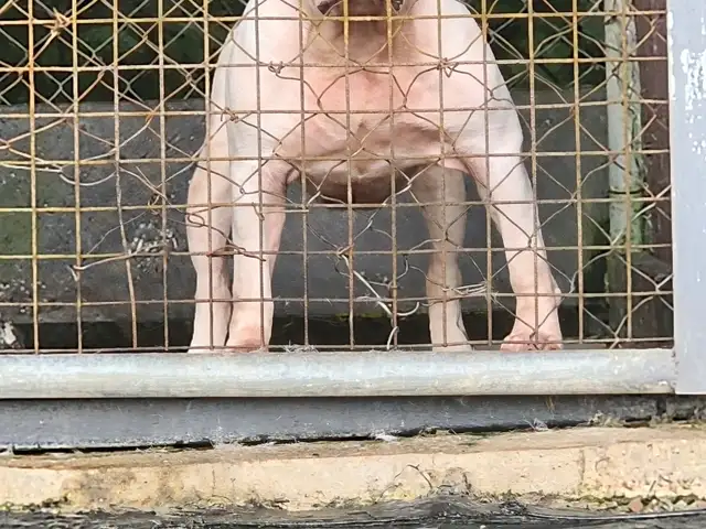 Male Xl bully plain white 10 months very friendly good with people, El Dorado