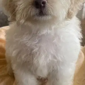 Maltipoo Puppies, Arima