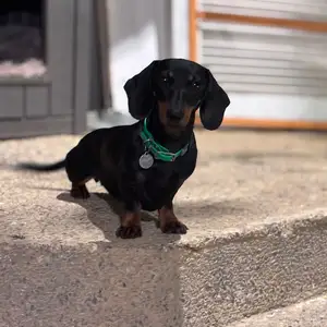 Purebred Miniature Dachshunds, Bayshore
