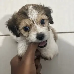 Cockerspaniel x Maltipoo, Diego Martin