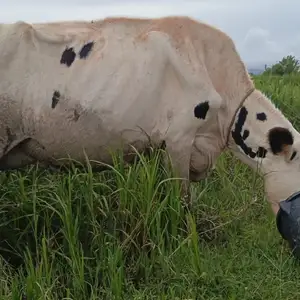Cow and calf, Cunupia
