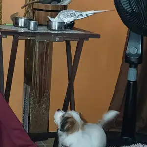Mixed Maltipoo, Brazil