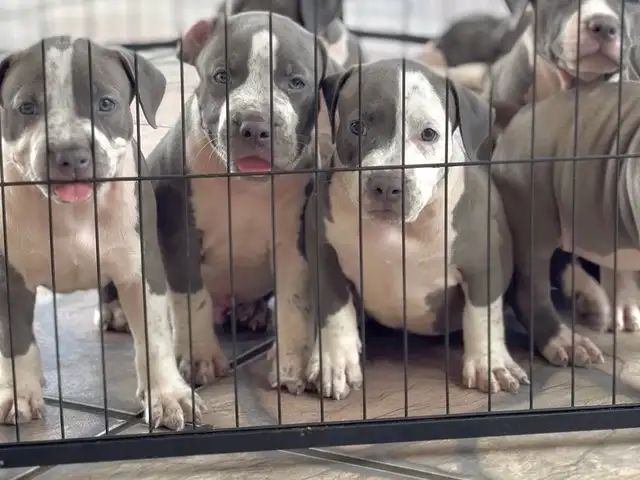STANDARD AMERICAN BULLIES, Sangre Grande