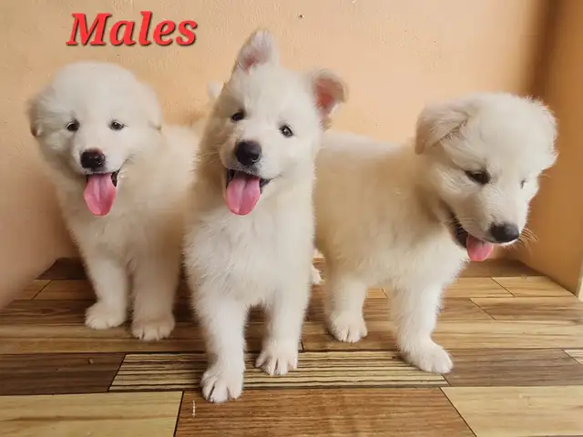 White Shepherd Pups, Charlieville