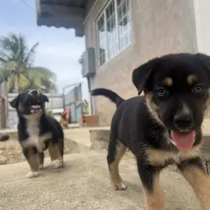Beautiful German Shepherd husky mixed pups, looking for loving homes, Aranguez