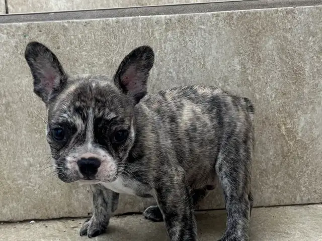 French Bulldog, Alyce Glen