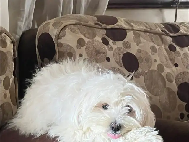 Male maltipoo 8 months. FEMALE 3 months, Couva